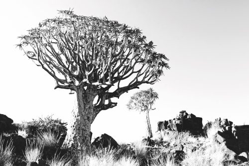 COBRA-EXCLUSIVE-desert-tree